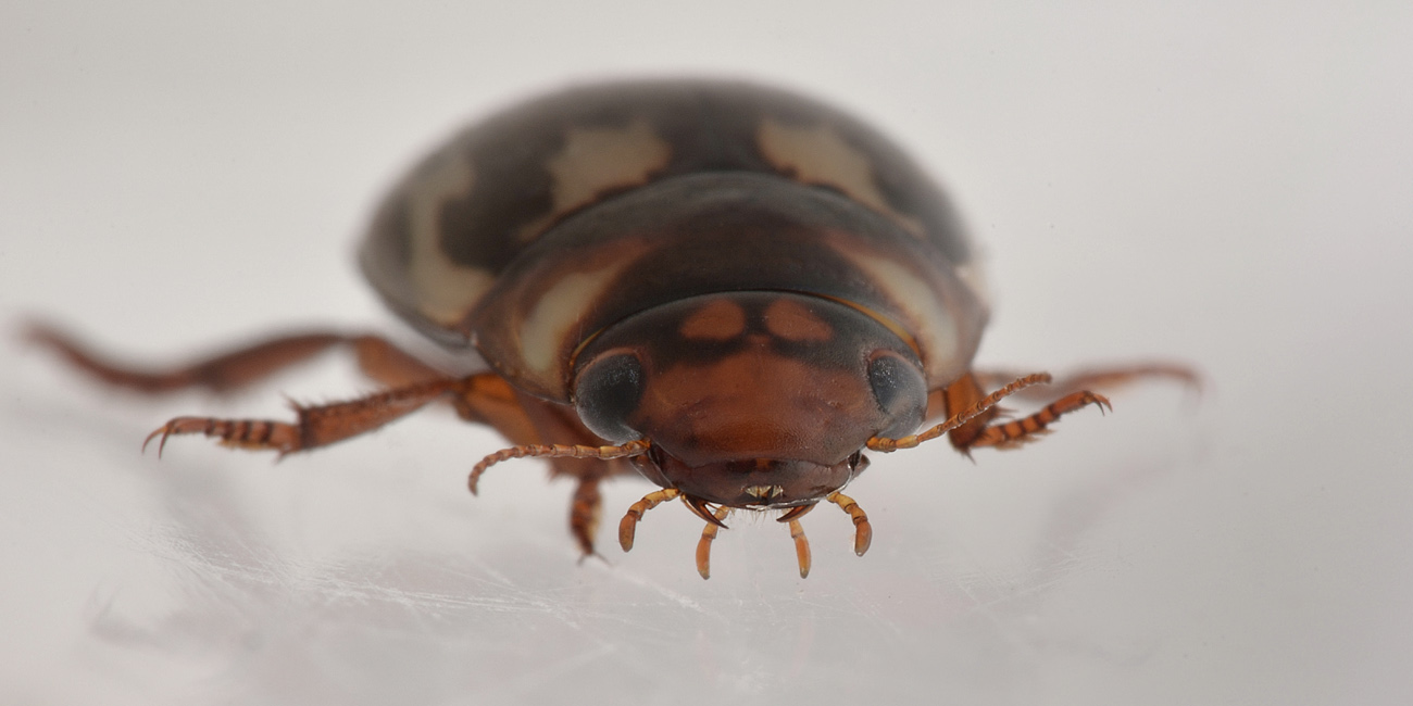 Dytiscidae: Platambus maculatus?  S !